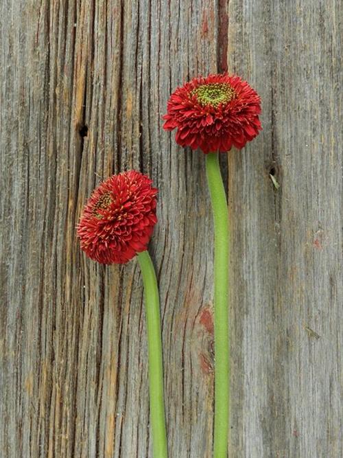 Wholesale Terra Narvo Red Gerondo Gerbera Daisy Delivered Online